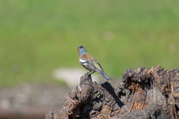 Gros Plan Petit Oiseau Coloré Sur Vieux Tronc Bois — Photo