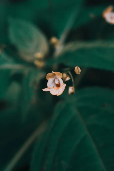 Enfoque Selectivo Vertical Impatiens Parviflora Sobre Fondo Oscuro Naturaleza —  Fotos de Stock