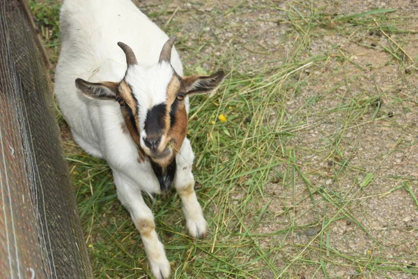 Une Jolie Chèvre Blanche Brune Mangeant Herbe — Photo