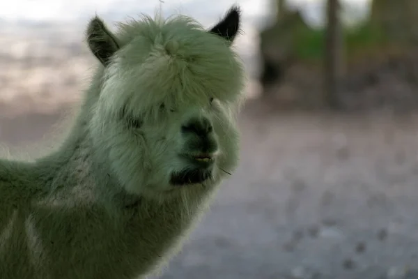 Tiro Close Uma Cabeça Uma Alpaca Branca Fundo Borrado — Fotografia de Stock