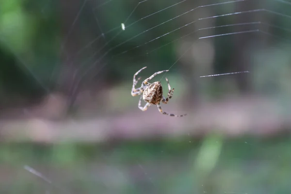 在模糊的背景下 一张蜘蛛在网上的特写照片 — 图库照片