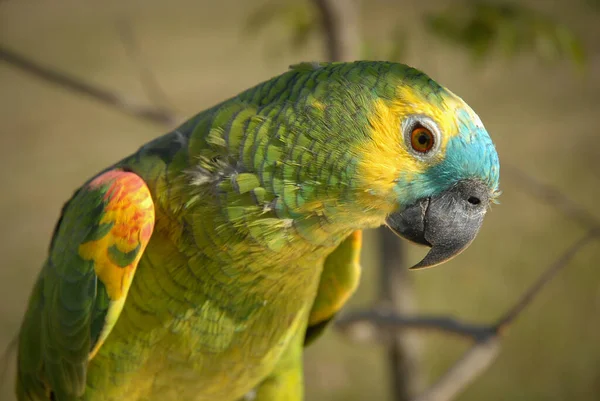 Yeşil Sarı Bir Papağanın Yakından Çekilmiş Fotoğrafı Arka Plan Için — Stok fotoğraf