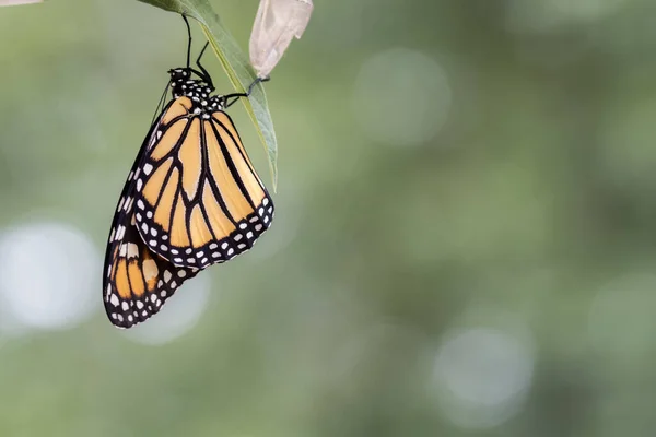 Tiro Close Uma Bela Borboleta Conceito Metamorfose — Fotografia de Stock