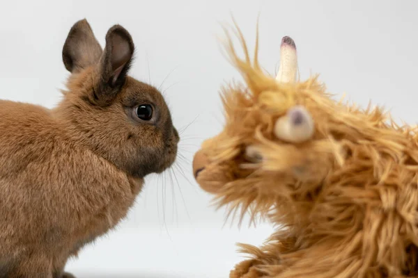 Nahaufnahme Eines Zwergkaninchens Und Eines Stofftieres — Stockfoto