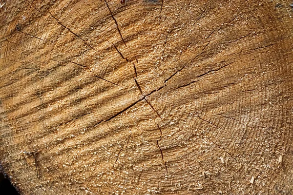 Primo Piano Delle Trame Tronco Albero Appena Segato — Foto Stock