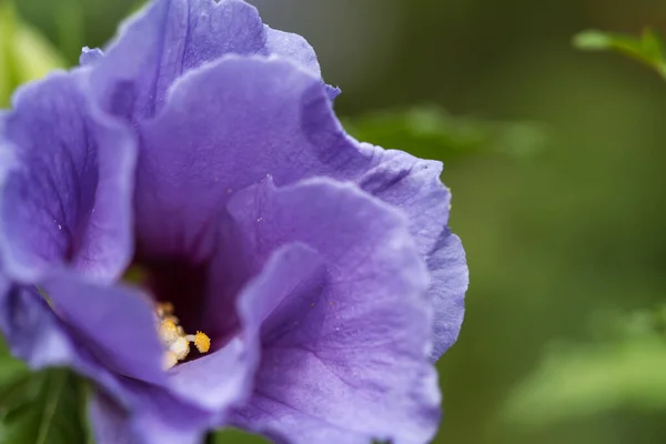 Mavi Bir Amber Çiçeğinin Tam Çiçeklendiği Yakın Plan Bir Fotoğraf — Stok fotoğraf