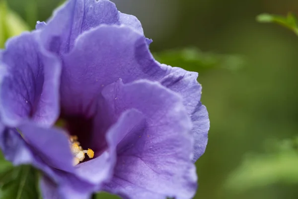 Closeup Shot Blue Hibiscus Blossom Full Bloom — Stock Photo, Image