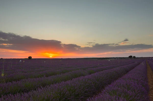 Tiro Close Campo Flores Lavanda Florescendo Pôr Sol — Fotografia de Stock