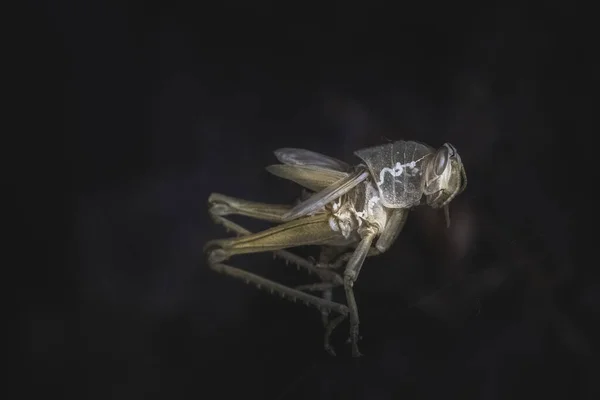 Makroaufnahme Einer Gruseligen Weißen Heuschrecke — Stockfoto