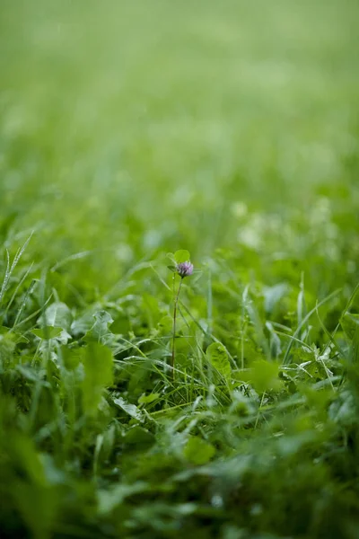 Plan Vertical Une Fleur Violette Sur Herbe Verte Fraîche — Photo