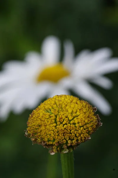 Vertical Shot Middle Chamomile Leaves Background Chamomile Field — Stock Photo, Image