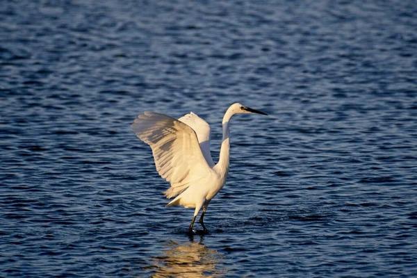 Gros Plan Une Grande Aigrette Aux Ailes Déployées Dans Eau — Photo