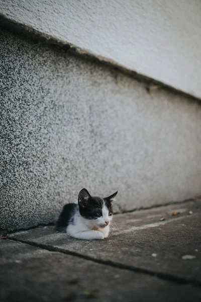 壁の近くに座ってかわいい子猫の垂直ショット — ストック写真