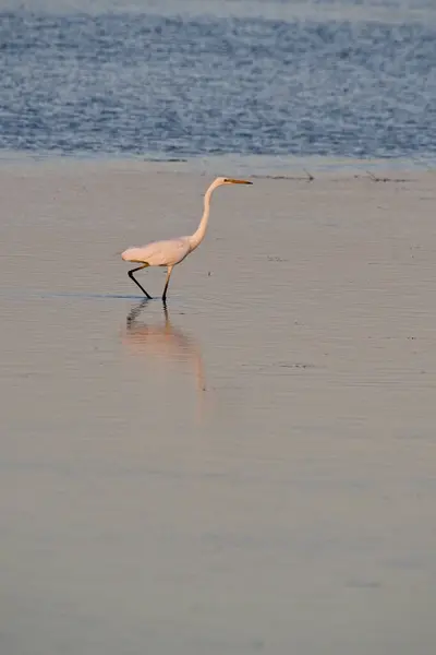 Een Verticaal Schot Van Een Grote Zilverreiger Ebro Delta Kustlijn — Stockfoto