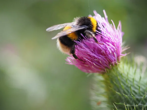 Primer Plano Abejorro Borroso Polinizando Una Flor Cardo Púrpura —  Fotos de Stock