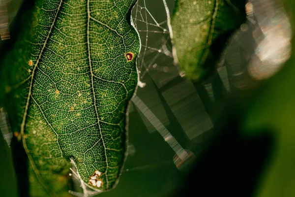 Örümcek Ağındaki Yeşil Yaprağın Yakın Plan Çekimi — Stok fotoğraf
