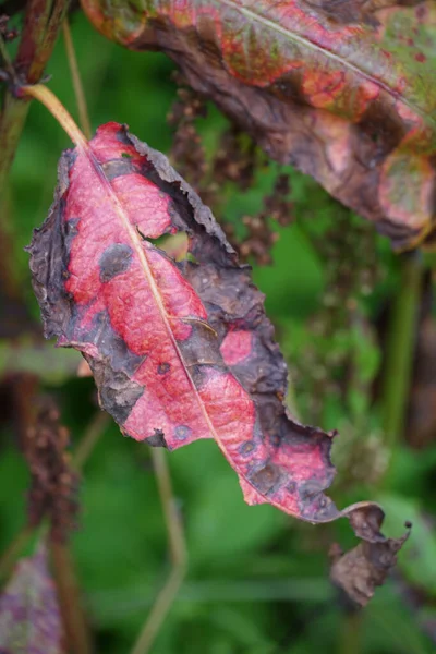 Eine Nahaufnahme Von Trockenen Und Beschädigten Roten Blättern Einem Garten — Stockfoto