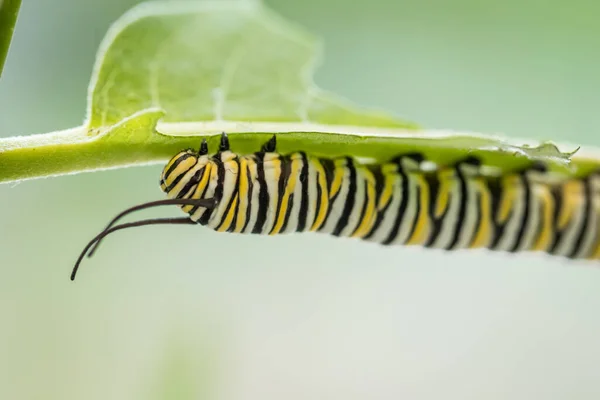 Een Macro Shot Van Een Kleurrijke Rups Het Plantenblad — Stockfoto