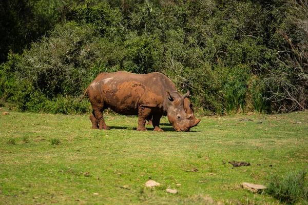 Plan Envoûtant Rhinocéros Sur Herbe Verte Jour — Photo