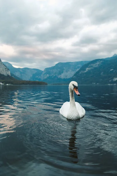 Tiro Vertical Cisne Blanco Nadando Lago Hallstatt Austria —  Fotos de Stock