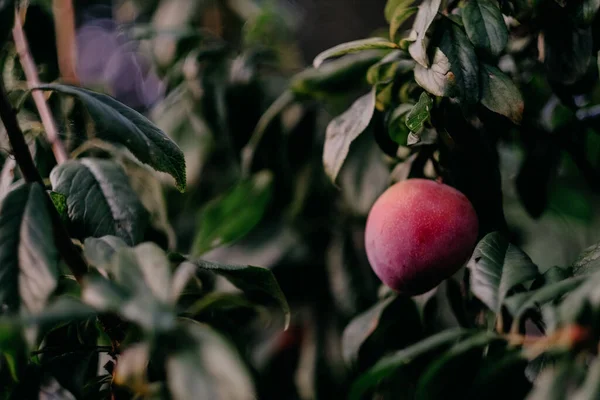 Närbild Röd Mango Ett Träd — Stockfoto