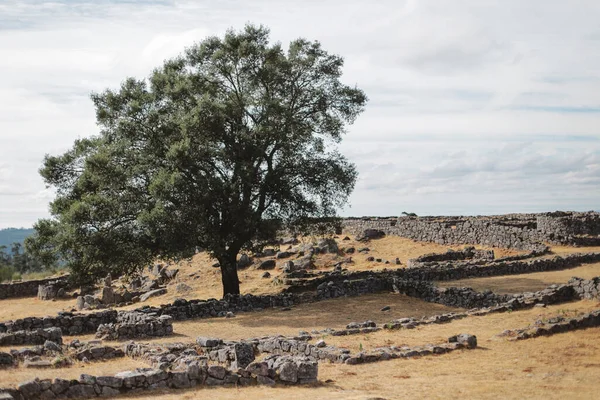 Мальовничих Зелених Деревах Португалії — стокове фото