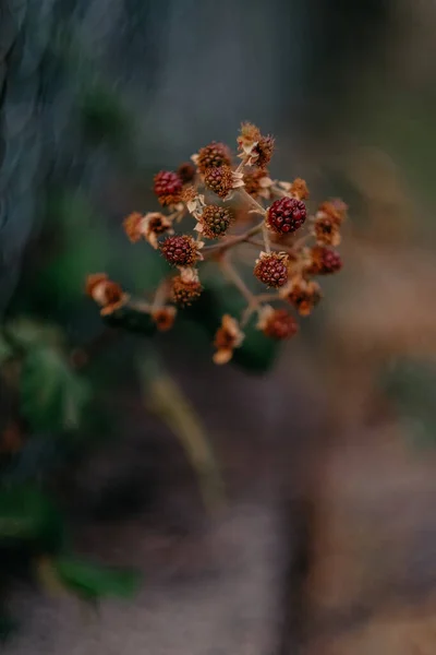 Makro Záběr Nezralého Ostružinového Ovoce — Stock fotografie