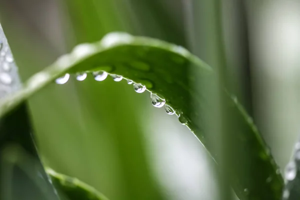 Egy Közeli Felvétel Harmatcseppekről Egy Agapanthus Zöld Levelein — Stock Fotó