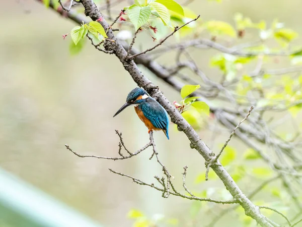 Gros Plan Martin Pêcheur Commun Dans Parc Japonais Sur Fond — Photo