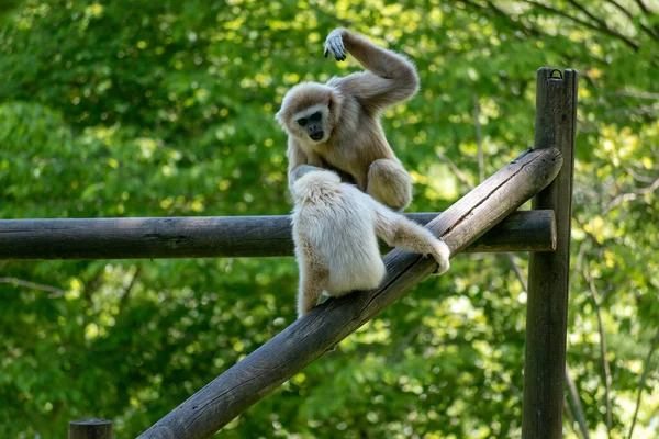 Szelektív Fókusz Lövés Két Gibbon Majom Rönk Természetben — Stock Fotó