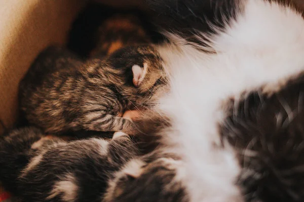 母猫与小猫依偎在纸盒里的特写镜头 — 图库照片