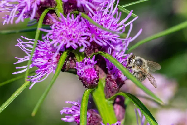 Selektywny Strzał Ostrości Trzmiela Purpurowym Liatris Roślina — Zdjęcie stockowe