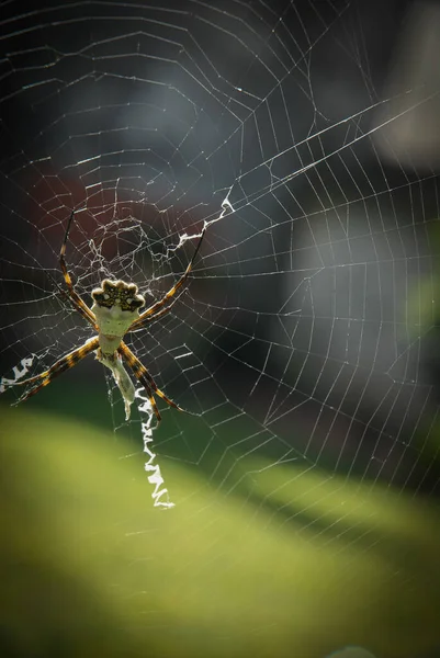 蜘蛛网上蜘蛛在自然界中垂直拍摄的有选择的焦点照片 — 图库照片