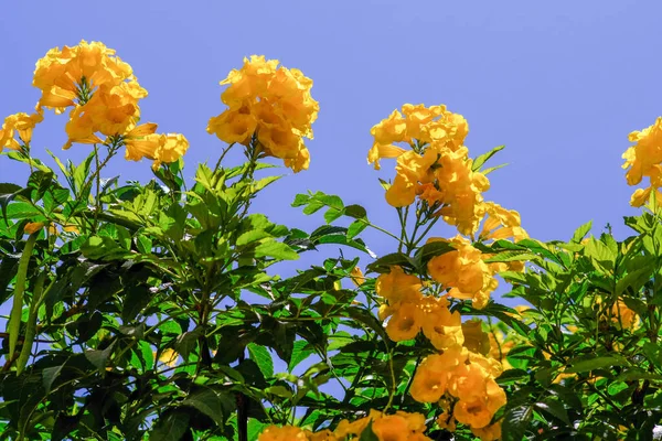 青空の下で黄色の鉄馬の花の低角度ショット — ストック写真