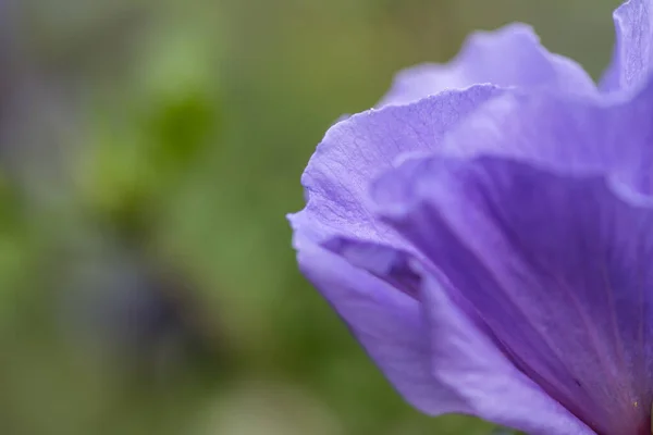 Mavi Bir Amber Çiçeğinin Tam Çiçeklendiği Yakın Plan Bir Fotoğraf — Stok fotoğraf