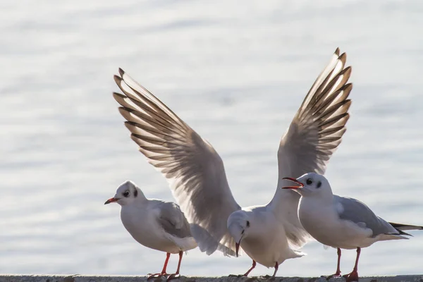 Group Seagulls Perched Metal Pole Preparing Flight — Stock Photo, Image