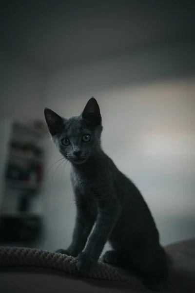 Retrato Vertical Gatinho Cinza Adorável Curiosamente Olhando Para Câmera — Fotografia de Stock