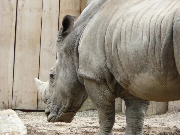 Nahaufnahme Eines Spitzmaulnashorns Zoo — Stockfoto