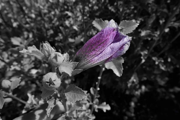 在模糊的背景下 一张美丽的仙人掌在花园里绽放的灰白照片 — 图库照片