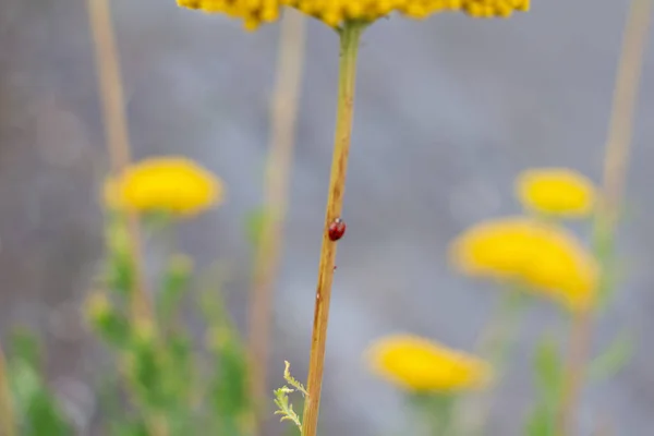 Closeup Shot Ladybug Yellow Yarrow Achillea Flower — Stock Photo, Image