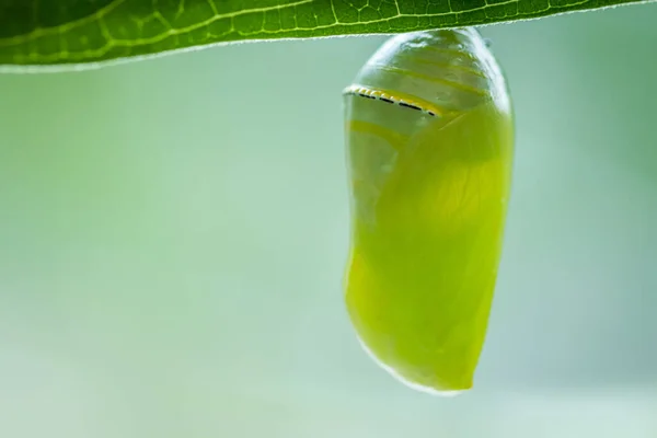 Nærbilde Monarksommerfuglpupa Hengende Fra Blad – stockfoto