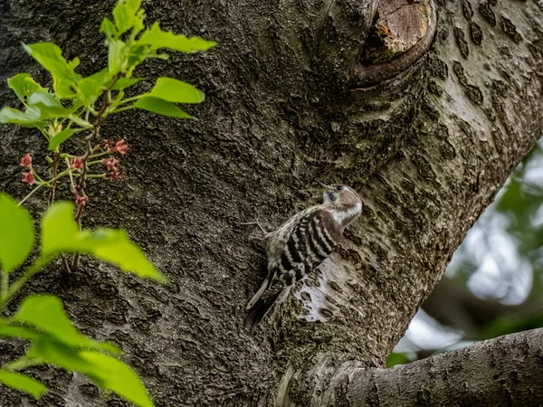Pohled Japonského Pygmejského Datla Třešňovém Stromě — Stock fotografie