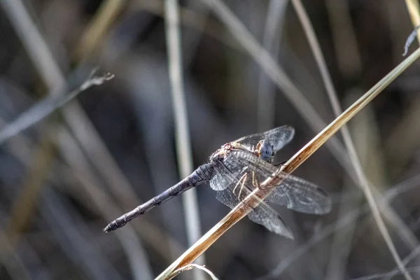 Selective Focus Shot Dragonfly Dry Plant — Stock Photo, Image