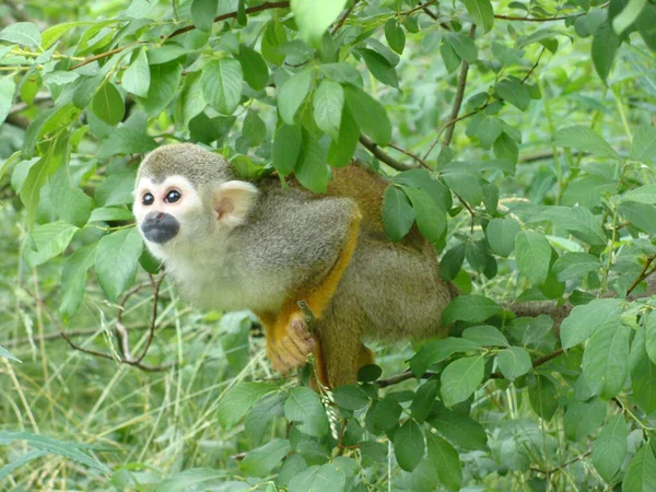 Eine Nahaufnahme Von Eichhörnchen Affe Auf Baum — Stockfoto