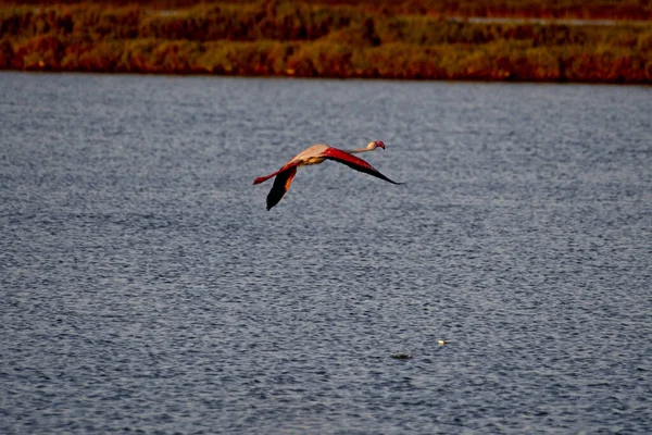 一只可爱的美国火烈鸟在Ebro Delta水面上飞行的特写镜头 — 图库照片
