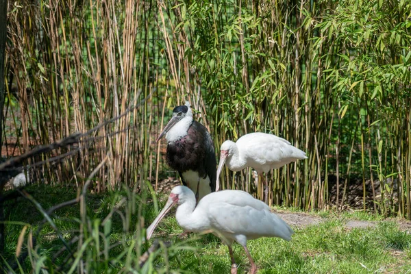 Vedere Unui Pelican Alb Negru Grădina Zoologică — Fotografie, imagine de stoc