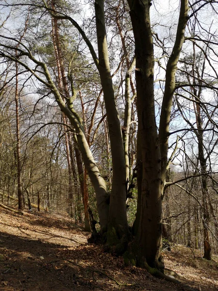 Tiro Vertical Árvores Uma Floresta — Fotografia de Stock