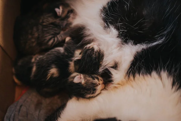 Closeup Shot Mother Cat Snuggling Its Kittens Cardboard Box — Stock Photo, Image
