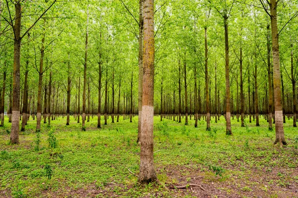 Gran Pantano Verde Zona Forestal Largo Del Río Sava Serbia — Foto de Stock