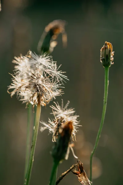 Eine Vertikale Aufnahme Von Löwenzahn Einem Park — Stockfoto